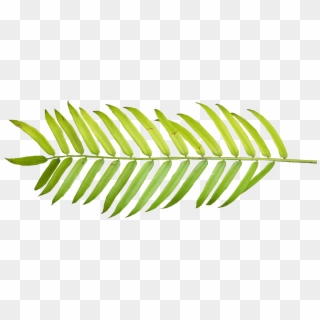 Palm - Watercolor Tropical Leaves Png, Transparent Png