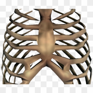 Rib Cage Png Transparent Images - Rib Cage, Png Download