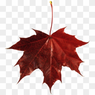 Red Leaves, Autumn, Spring, Winter, Seasons, Leaf, - Red Fall Leaf Png, Transparent Png