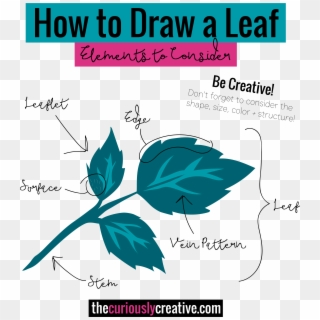 Anatomy Of A Leaf - Drawings For Sav3 Environment, HD Png Download