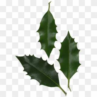 Holly Leaves Photo - Holly Leaf Transparent, HD Png Download