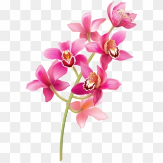 Stem Pink Orchids Png Clipart - Orchid Flower Clipart Png, Transparent Png