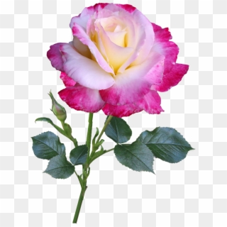 Rose Flower Stem - Rose, HD Png Download