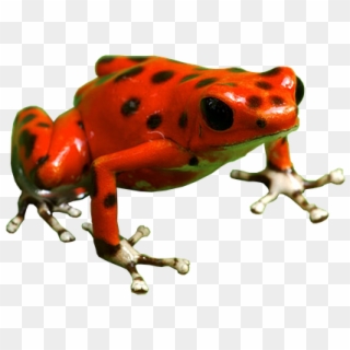Poison Dart Frog Png Free Download - Frog, Transparent Png