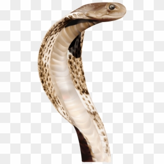 Cobra Head Snake - Anaconda Png, Transparent Png