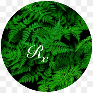 Transparent Png