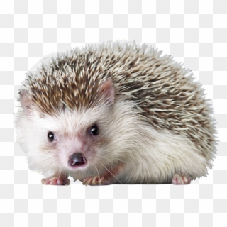 Hedgehog Png, Transparent Png