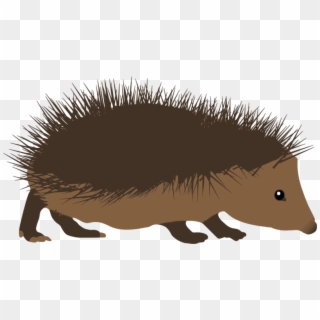 Hedgehog Porcupine Clip Art, HD Png Download