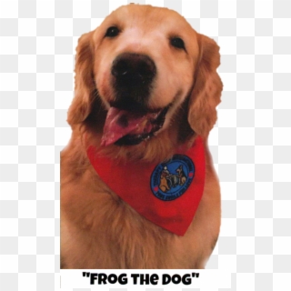 Read With Frog The Dog - Golden Retriever, HD Png Download
