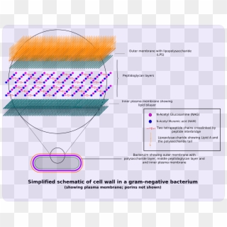 Gram Negative Cellwall Schematic - Oomycete Cell Wall Structure, HD Png Download