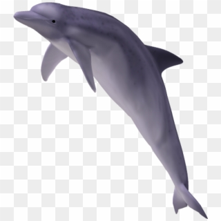 Dolphin Free Png Transparent Background Images Free - Dolphin Image No Background, Png Download