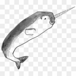 Narwhal Drawing Cetacea Coreldraw Encapsulated Postscript - Drawing Narwhal, HD Png Download