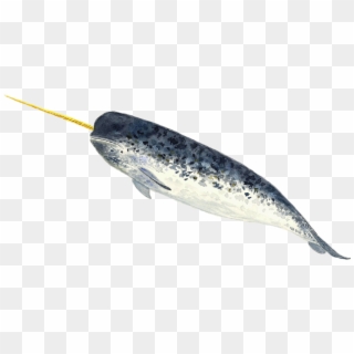 A Narwhal - Narwhal Png, Transparent Png
