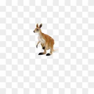Kangaroo Png , Png Download, Transparent Png