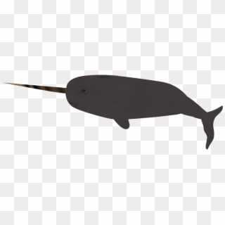 Narwhal - Whale, HD Png Download
