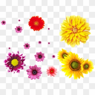 Various Colors Of Chrysanthemum Flowers Transparent - 儿童 节, HD Png Download