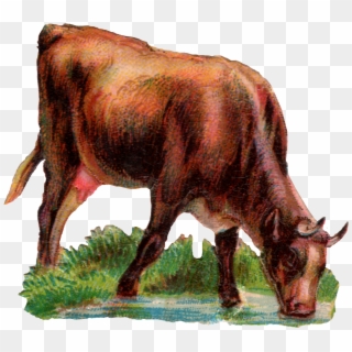 Today We Have A Cow Drinking Water, HD Png Download