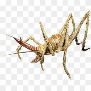 Cave Cricket Fallout Wiki - Grasshopper, HD Png Download