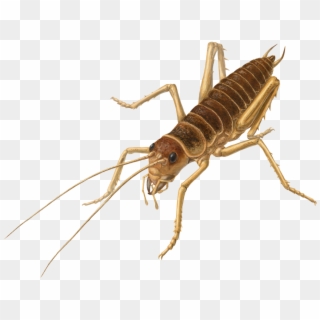 Cricket Insect Png Images - Weta Png, Transparent Png