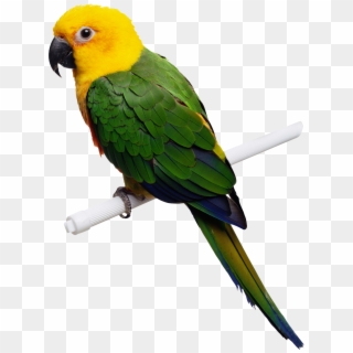 Birds Png Fils - Parrot Png, Transparent Png
