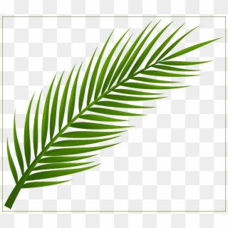 Marvelous Palm On The, HD Png Download
