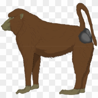 Baboon Clipart Realistic - Baboon Clipart, HD Png Download