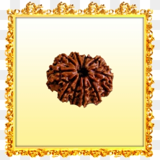 Are There Any Definitive Tests - 10 Mukhi Rudraksha, HD Png Download