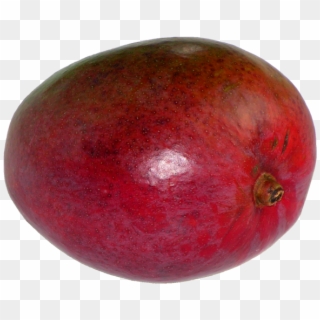 Mangifera Indica20100405 23 - Ceylon Gooseberry, HD Png Download