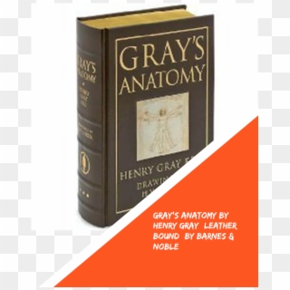 Gray's Anatomy By Henry Gray By Barnes & Noble - Gray's Anatomy Book, HD Png Download