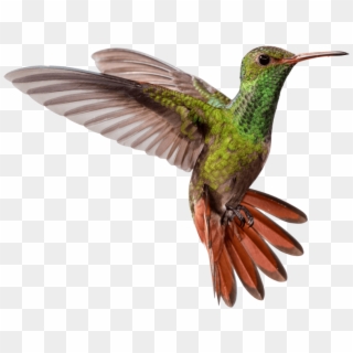 Free Png Download Hummingbird Png Pic Png Images Background - Jacamar, Transparent Png