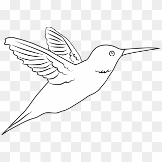 Vector Download Coloring Page Free Clip Art - White Hummingbird Png, Transparent Png