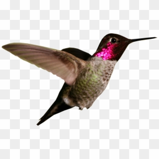 Hummingbird PNG Transparent For Free Download - PngFind