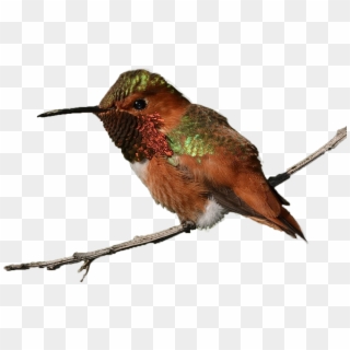Rufous Hummingbird Williamgarrett Creativecommons - Ruby-throated Hummingbird, HD Png Download