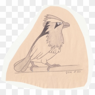 Tiny Bird Pokemon - Sketch, HD Png Download