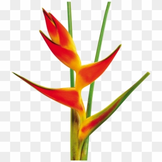 Tropical Flowers - Heliconia Tropical Flower Png, Transparent Png