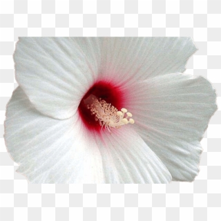 15 White Hibiscus Flower Png For Free Download On Ya - Hawaiian Hibiscus, Transparent Png
