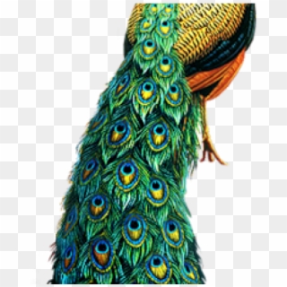 Peacock Png Image Transparent Background - Transparent Background Peacock Png, Png Download