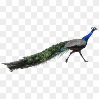 Free Png Download Peacock Running Png Images Background - Peacock Psd, Transparent Png