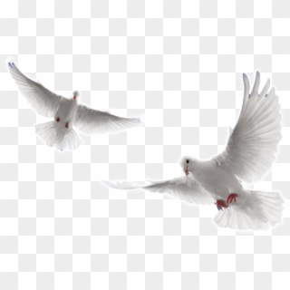 Holy Spirit Dove Png - White Doves Flying Png, Transparent Png