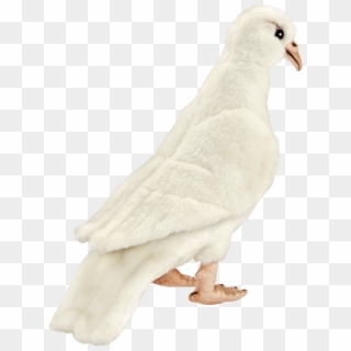 White Dove Png - Rock Dove, Transparent Png
