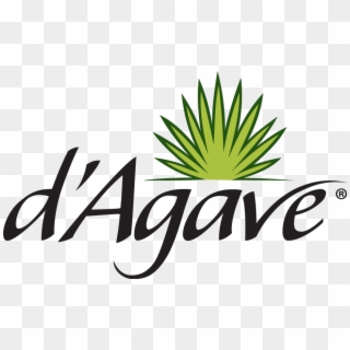 Agave Grows In The Arid Regions Of Mexico And Requires - Agave, HD Png Download
