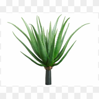 26 Agave Plant Green - Agave, HD Png Download