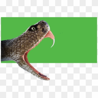 Rattlesnake Clipart Venomous Snake - Snake Bite Png, Transparent Png