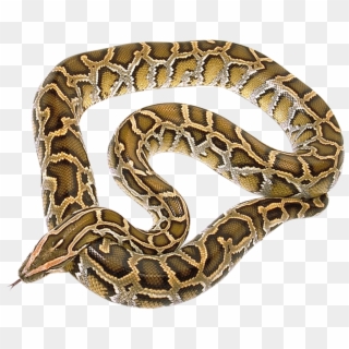 Python Snake, King Cobra, Anaconda, Reptiles, Clip - Snake Python Png, Transparent Png