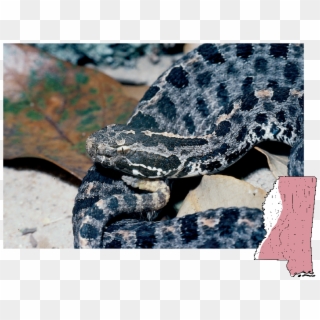 Pigmy Rattlesnake - Lyre Snake, HD Png Download
