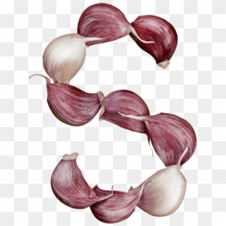 Garlic Font - Red Onion, HD Png Download
