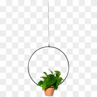 Hanging Circle Planter 18 - Houseplant, HD Png Download