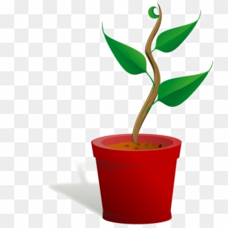Growing Plant Png Free Download - Getting To Know Plants, Transparent Png