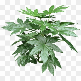 A Fatsia Plant Can Be Grown Indoors As A Houseplant - House Plants For Cold Rooms, HD Png Download