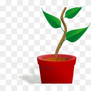 Getting To Know Plants, HD Png Download